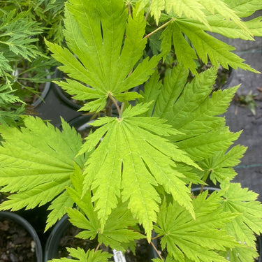 Acer japonicum 'Rising Sun' Full Moon Japanese Maple - Maple Ridge Nursery